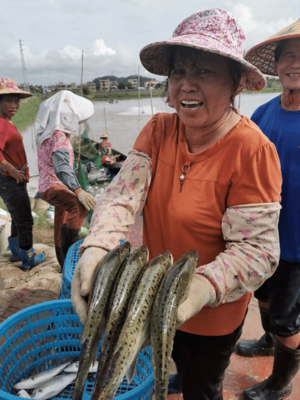 新魚來了!持續(xù)走高半個(gè)月,這條魚本周價(jià)格卻出現(xiàn)滑坡,后市如何?