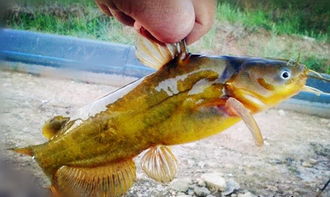 江河中垂釣黃顙魚的釣時釣位釣餌和釣法技巧