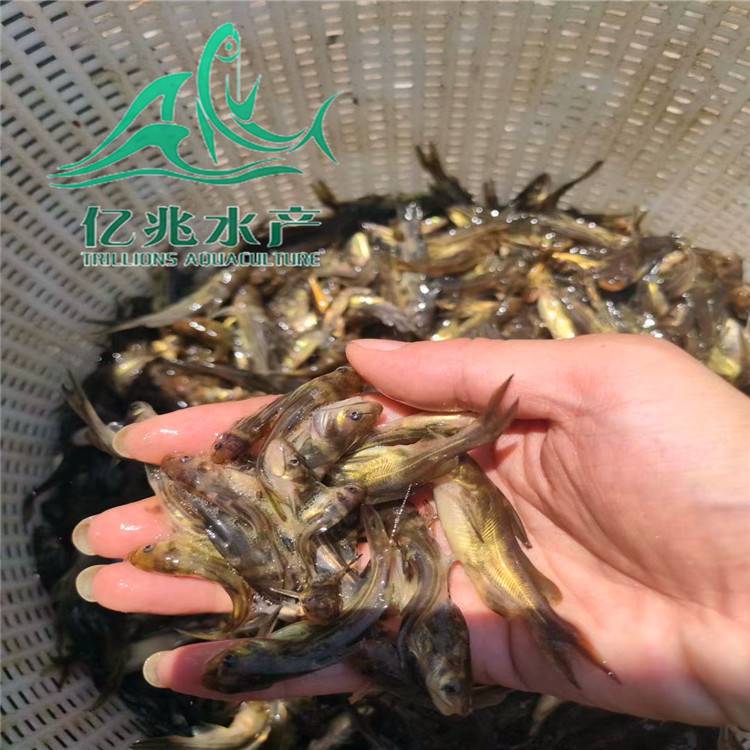 供應(yīng)水產(chǎn)養(yǎng)殖黃骨魚苗 雜交黃顙魚苗